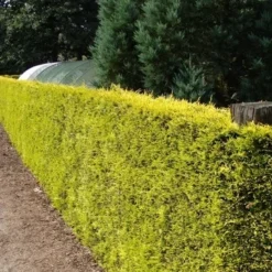 Gele Haagconifeer (Cupressocyparis Leylandii 'Gold Rider') -Exporteren Tuin Zorgzaam Winkel cupressocyparis leylandii gold rider