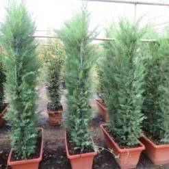 Conifeer Meeneemhaag (Cupressocyparis Leylandii) -Exporteren Tuin Zorgzaam Winkel cupressocyparis leylandii leivorm 80x120 3