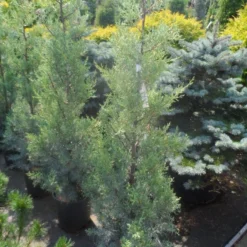Cipres (Cupressus Arizonica 'Glauca') -Exporteren Tuin Zorgzaam Winkel cupressus arizonica glauca 100 125 1