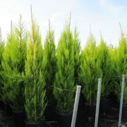 Cipres Kamerconifeer (Cupressus Macrocarpa 'Goldcrest') -Exporteren Tuin Zorgzaam Winkel cupressus macrocarpa goldcrest