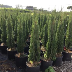 Italiaanse Cypres (Cupressus Sempervirens 'Stricta') -Exporteren Tuin Zorgzaam Winkel cupressus semp. stricta 80100 cm