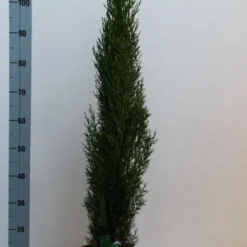 Italiaanse Cipres (Cupressus Sempervirens 'Totem') -Exporteren Tuin Zorgzaam Winkel cupressus semp totem 80 100 cm co. 10l kopie 2