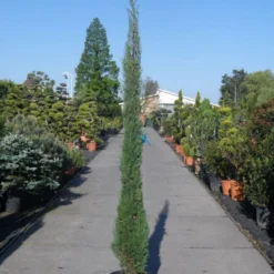 Italiaanse Cypres (Cupressus Sempervirens 'Stricta') -Exporteren Tuin Zorgzaam Winkel cupressus sempervirens strica 200 250 c30