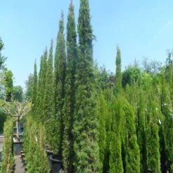 Italiaanse Cypres (Cupressus Sempervirens 'Stricta') -Exporteren Tuin Zorgzaam Winkel cupressus sempervirens stricta 250 300 c70