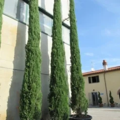 Italiaanse Cypres (Cupressus Sempervirens 'Stricta') -Exporteren Tuin Zorgzaam Winkel cupressus sempervirens stricta 2