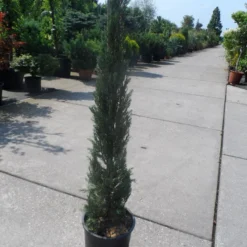 Italiaanse Cypres (Cupressus Sempervirens 'Stricta') -Exporteren Tuin Zorgzaam Winkel cupressus sempervirens stricta 80 100 125 c10