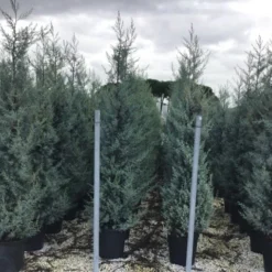 Cipres (Cupressus Arizonica 'Glauca') -Exporteren Tuin Zorgzaam Winkel cupressusarizonicaglauca