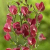 Brem (Cytisus 'Boskoop Ruby') -Exporteren Tuin Zorgzaam Winkel cytisus boskoop ruby