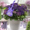 Hortensia Deep Purple Dance (Hydrangea 'Music Collection') -Exporteren Tuin Zorgzaam Winkel deep purple dance 2