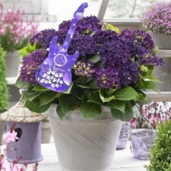 Hortensia Deep Purple Dance (Hydrangea 'Music Collection')