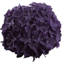 Hortensia Deep Purple Dance (Hydrangea 'Music Collection') -Exporteren Tuin Zorgzaam Winkel deep purple dance bloem 2