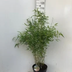 Niet Woekerende Bamboe (Fargesia 'Dino') -Exporteren Tuin Zorgzaam Winkel dino c10