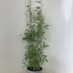 Niet Woekerende Bamboe (Fargesia 'Dino') -Exporteren Tuin Zorgzaam Winkel dino c5