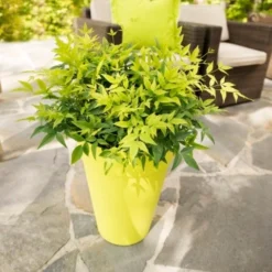 Hemelse Bamboe (Nandina Domestica 'Lemon And Lime') -Exporteren Tuin Zorgzaam Winkel dsc 4593 bew