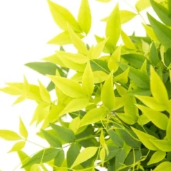 Hemelse Bamboe (Nandina Domestica 'Lemon And Lime')