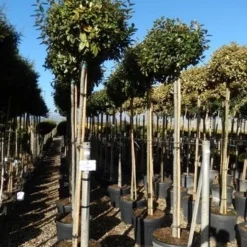 Olijfwilg Als Boom (Elaeagnus Ebbingei) -Exporteren Tuin Zorgzaam Winkel elaeagnus ebbingei 10 12 2
