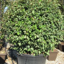 Olijfwilg Als Bol (Elaeagnus Ebbingei 'Compacta') -Exporteren Tuin Zorgzaam Winkel elaeagnus ebbingei 100 110 bol 1