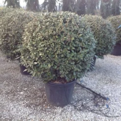 Olijfwilg Als Bol (Elaeagnus Ebbingei 'Compacta') -Exporteren Tuin Zorgzaam Winkel elaeagnus ebbingei 100 110cm bol