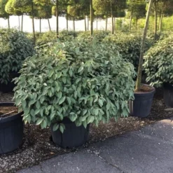 Olijfwilg Als Bol (Elaeagnus Ebbingei 'Compacta') -Exporteren Tuin Zorgzaam Winkel elaeagnus ebbingei 100cm bol