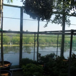 Olijfwilg Als Boom (Elaeagnus Ebbingei) -Exporteren Tuin Zorgzaam Winkel elaeagnus ebbingei 12 14ho cont