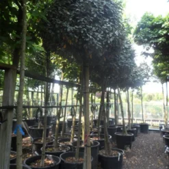 Olijfwilg Op Stam (Elaeagnus Ebbingei) -Exporteren Tuin Zorgzaam Winkel elaeagnus ebbingei 14 16 18ho c130