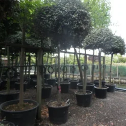 Olijfwilg Als Boom (Elaeagnus Ebbingei) -Exporteren Tuin Zorgzaam Winkel elaeagnus ebbingei 14 16 18ho c130 2