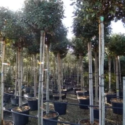 Olijfwilg Als Boom (Elaeagnus Ebbingei) -Exporteren Tuin Zorgzaam Winkel elaeagnus ebbingei 8 10