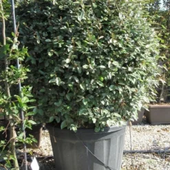 Olijfwilg Als Bol (Elaeagnus Ebbingei 'Compacta') -Exporteren Tuin Zorgzaam Winkel elaeagnus ebbingei bol