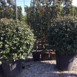 Olijfwilg Als Bol (Elaeagnus Ebbingei 'Compacta') -Exporteren Tuin Zorgzaam Winkel elaeagnus ebbingei bol 100 110