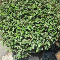 Olijfwilg Als Bol (Elaeagnus Ebbingei 'Compacta') -Exporteren Tuin Zorgzaam Winkel elaeagnus ebbingei bol 2