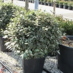 Olijfwilg Als Bol (Elaeagnus Ebbingei 'Compacta') -Exporteren Tuin Zorgzaam Winkel elaeagnus ebbingei bol 70 cm 1