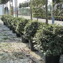 Olijfwilg Als Bol (Elaeagnus Ebbingei 'Compacta') -Exporteren Tuin Zorgzaam Winkel elaeagnus ebbingei bol 70 cm 2 1