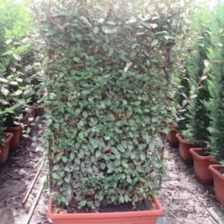 Olijfwilg Als Leivorm (Elaeagnus Ebbingei 'Compacta')