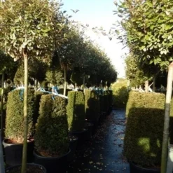 Olijfwilg Op Stam (Elaeagnus Ebbingei) -Exporteren Tuin Zorgzaam Winkel elaeagnus ebbingei halfstam 2