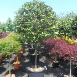 Olijfwilg Als Boom (Elaeagnus Ebbingei) -Exporteren Tuin Zorgzaam Winkel elaeagnus ebbingei halfstam c70 extra