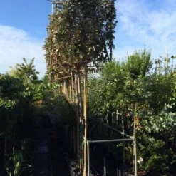 Olijfwilg Als Leiboom (Elaeagnus Ebbingei) -Exporteren Tuin Zorgzaam Winkel elaeagnus ebbingei leivorm 8 10cm 1 1