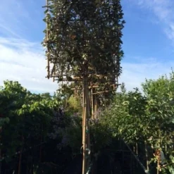 Olijfwilg Als Leiboom (Elaeagnus Ebbingei) -Exporteren Tuin Zorgzaam Winkel elaeagnus ebbingei leivorm 8 10cm 2 1