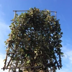 Olijfwilg Als Leiboom (Elaeagnus Ebbingei) -Exporteren Tuin Zorgzaam Winkel elaeagnus ebbingei leivorm 8 10cm 3 1