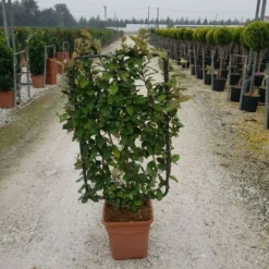 Olijfwilg Als Leivorm (Elaeagnus Ebbingei) -Exporteren Tuin Zorgzaam Winkel elaeagnus ebbingei leivorm c18 1