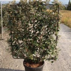 Olijfwilg Als Leivorm (Elaeagnus Ebbingei) -Exporteren Tuin Zorgzaam Winkel elaeagnus ebbingei leivorm c45 1