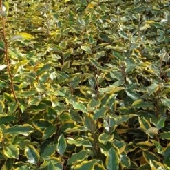 Olijfwilg (Elaeagnus Ebbingei 'Viveleg') 7 Olijfwilg (Elaeagnus Ebbingei 'Viveleg') -Exporteren Tuin Zorgzaam Winkel elaeagnus ebbingei viveleg 1600x1200 1 2 1