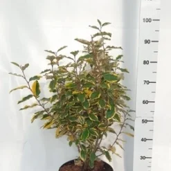 Olijfwilg (Elaeagnus Ebbingei 'Viveleg') -Exporteren Tuin Zorgzaam Winkel elaeagnus ebbingei viveleg week 4 2021 1600x1200 1 2