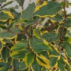 Olijfwilg (Elaeagnus Ebbingei 'Viveleg') 8 Olijfwilg (Elaeagnus Ebbingei 'Viveleg') -Exporteren Tuin Zorgzaam Winkel elaeagnus ebbingei viveleg week 4 2021 detail 1600x1200 1 2 1