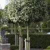 Olijfwilg Als Boom (Elaeagnus Ebbingei) -Exporteren Tuin Zorgzaam Winkel elaeagnus x ebbingei01