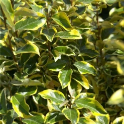 Bontbladige Olijfwilg Als Boom (Elaeagnus Ebbingei 'Gilt Edge') -Exporteren Tuin Zorgzaam Winkel elaeagnusgiltedgev01