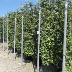 Olijfwilg Als Leivorm (Elaeagnus Ebbingei) -Exporteren Tuin Zorgzaam Winkel eleagnus 110x180 leivorm 1