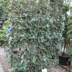 Olijfwilg Als Leivorm (Elaeagnus Ebbingei) -Exporteren Tuin Zorgzaam Winkel eleagnus 110x180 leivorm 2 1