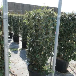 Olijfwilg Als Leivorm (Elaeagnus Ebbingei) -Exporteren Tuin Zorgzaam Winkel eleagnus 80x110 leivorm