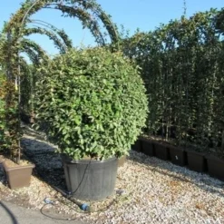 Olijfwilg Als Bol (Elaeagnus Ebbingei 'Compacta') -Exporteren Tuin Zorgzaam Winkel eleagnus ebbingei bol 110 cm 1