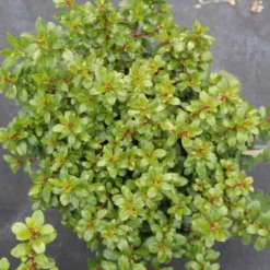 Escallonia (Escallonia 'Red Dream') -Exporteren Tuin Zorgzaam Winkel escallonia red dream 2